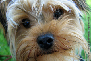 Portrait Yorkshire Terrier