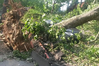 auf ein Auto gestürzter Baum
