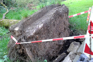 Wurzeln eines umgestürzten Baums