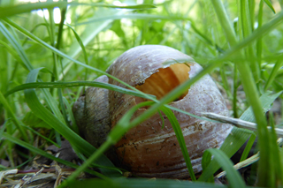 leeres Schneckenhaus im Gras
